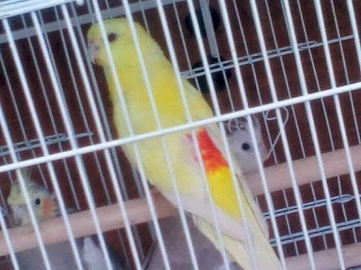 Pet Store «Louis Birds Pets & Supplies», reviews and photos, 80 Keyes St, San Jose, CA 95122, USA