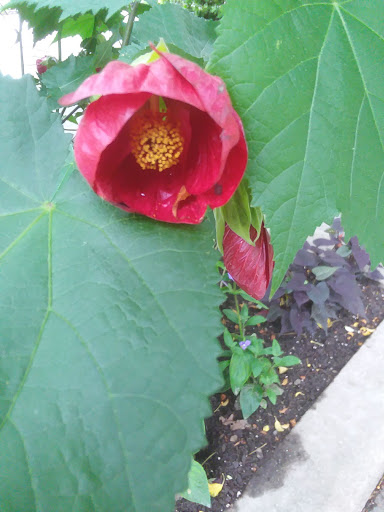 Garden «Conservatory Garden», reviews and photos, 402 5th Ave, New York, NY 10029, USA