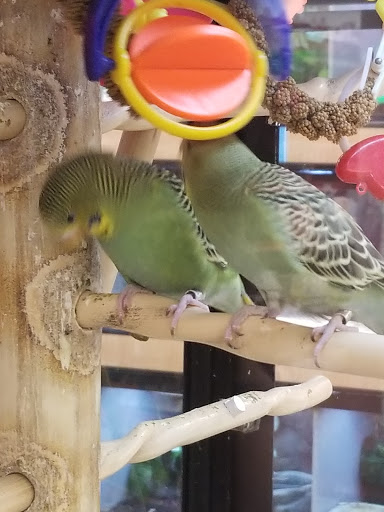 Pet Supply Store «Petco Animal Supplies», reviews and photos, 1009 E Commercial Blvd, Oakland Park, FL 33334, USA