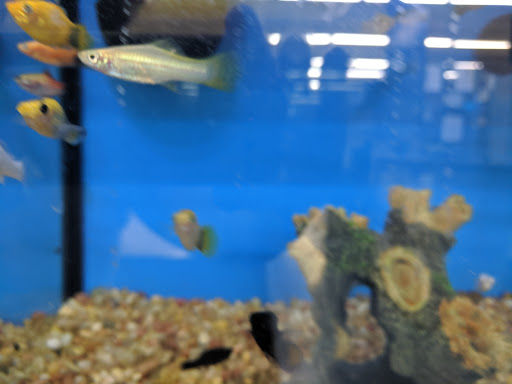 Pet Supply Store «Pet Supplies Plus», reviews and photos, 1240 Seminole Trail, Charlottesville, VA 22901, USA