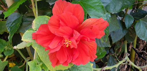 Barbecue Restaurant «The Shed Barbeque & Blues Joint», reviews and photos, 7501 MS-57, Ocean Springs, MS 39565, USA