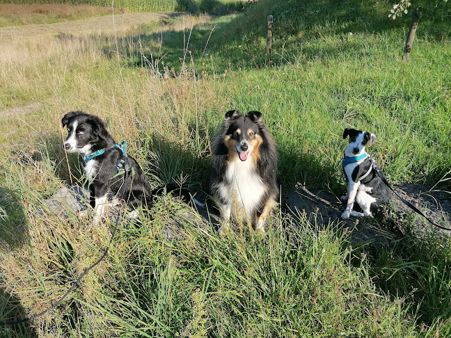 Hundeschule Smartdog-Training