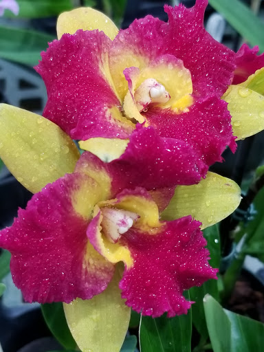 Florist «Little Brook Orchids», reviews and photos, 25 Rider Ave, Lancaster, PA 17603, USA