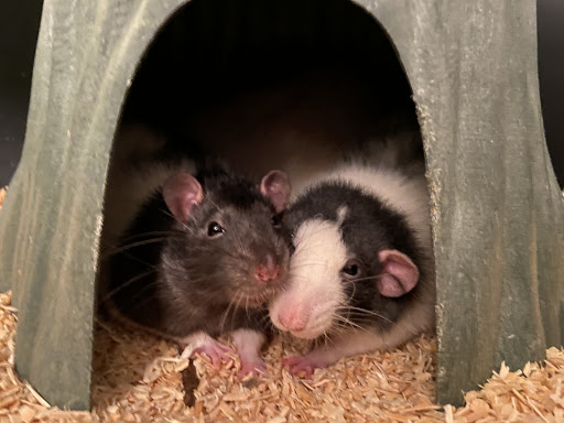 Pet Supply Store «Petco Animal Supplies», reviews and photos, 10055 Wellington Rd, Manassas, VA 20110, USA