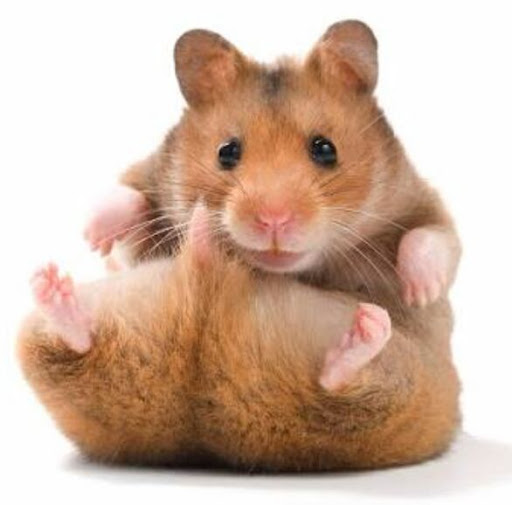 Pet Supply Store «Petco Animal Supplies», reviews and photos, 205 Palm Bay Rd NE #155, West Melbourne, FL 32904, USA