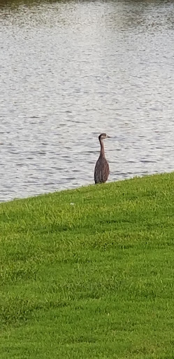 Golf Course «Sharpstown Country Club», reviews and photos, 6600 Harbor Town Dr, Houston, TX 77036, USA