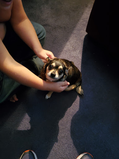 Pet Supply Store «PetSmart», reviews and photos, 1042 Fairplain Dr, Benton Harbor, MI 49022, USA