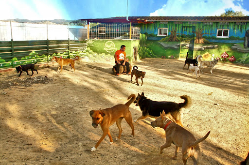 Adiestradores caninos Murcia