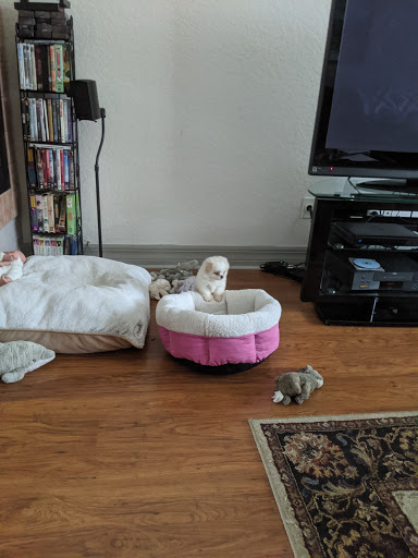 Pet Supply Store «Pet Supermarket», reviews and photos, 1040 Palm Coast Pkwy NW, Palm Coast, FL 32137, USA