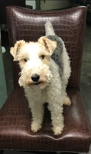 Bows & Bandanas Pet Salon, 7019 NY-56, Potsdam, NY 13676, USA, 