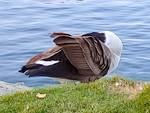 Park «Wilderness Park», reviews and photos, 10999 Little Lake Rd, Downey, CA 90241, USA