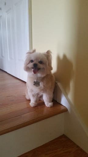 Pet Supply Store «Petco Animal Supplies», reviews and photos, 201 Union St, Waterbury, CT 06706, USA