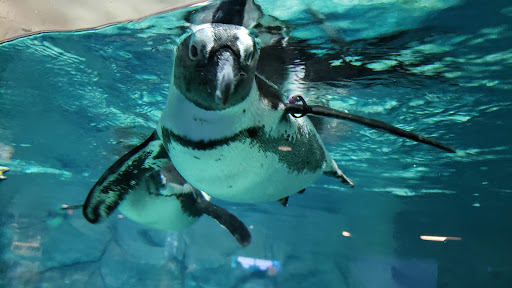 Tourist Attraction «OdySea Mirror Maze», reviews and photos, 9500 East Vía de Ventura #200, Scottsdale, AZ 85256, USA