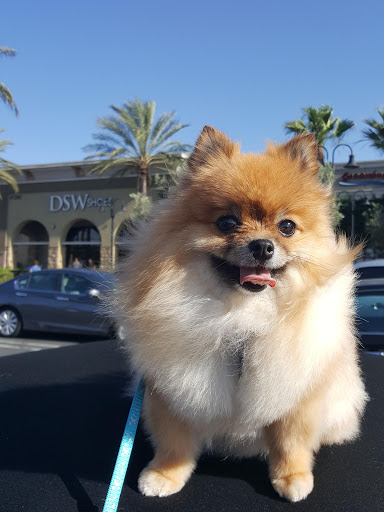 Pet Supply Store «PetSmart», reviews and photos, 4120 E 4th St, Ontario, CA 91764, USA