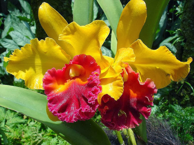 Vértessomló, Alkotmány u. 36, 2823