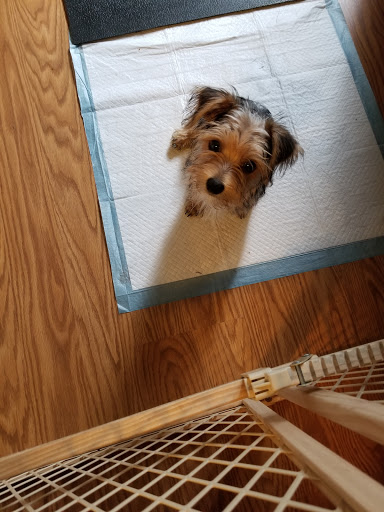 Pet Store «Village Pet Shop», reviews and photos, 701 N Black Horse Pike, Williamstown, NJ 08094, USA