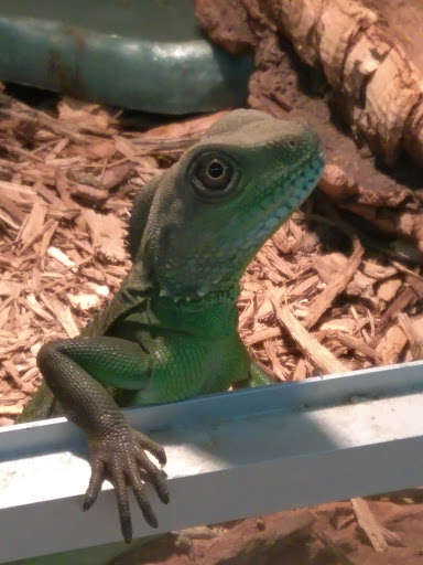 Pet Store «Off The Hook Exotics Pet Shop», reviews and photos, 926 5th Ave, Coraopolis, PA 15108, USA