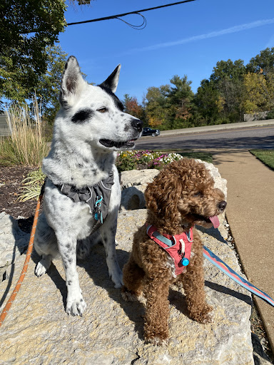 Clayton Road Veterinary Hospital image