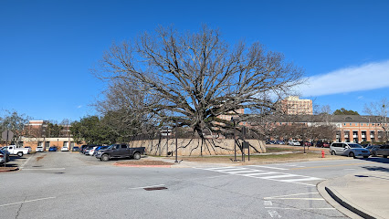 The Centennial Oak of Clemson