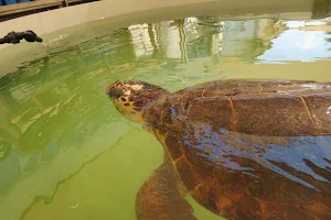Sea Turtle Rescue Center - Nature & Parks Authority of Israel image
