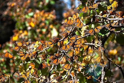 Tourist Attraction «Natural Bridges Monarch Trail», reviews and photos, 2531 W Cliff Dr, Santa Cruz, CA 95060, USA