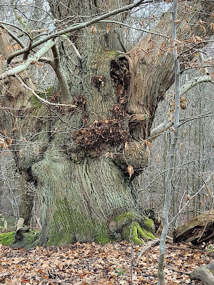 Cluzel Wadel Helene à Maurepas