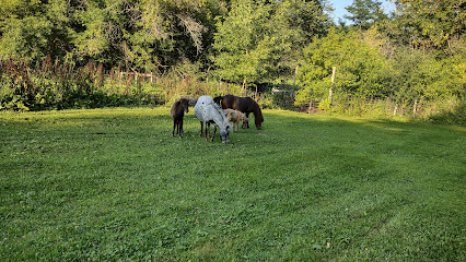 Runaway Ranch Miniature Horses