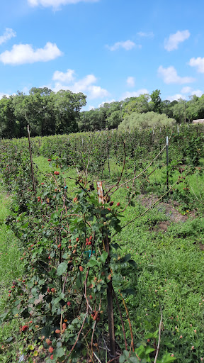 Winery «Masaryk Winery», reviews and photos, 19125 Phillips Rd, Masaryktown, FL 34604, USA