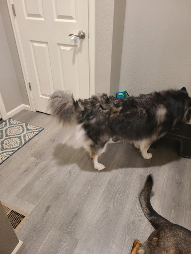 Pet Supply Store «PetSmart», reviews and photos, 2833 35th Ave, Greeley, CO 80634, USA