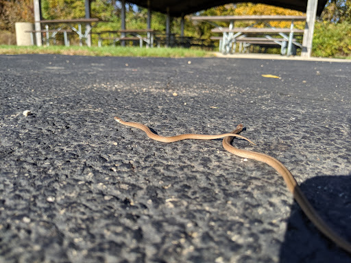 Park «Mather Woods Forest Preserve», reviews and photos, 25032 W Renwick Rd, Plainfield, IL 60544, USA