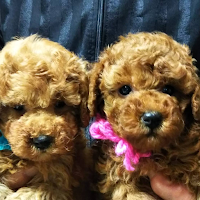 春日ペットショップ（子犬販売・ペット用品販売・トリミング・ペットホテル）