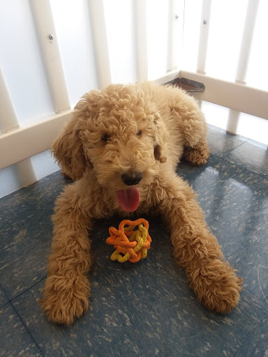 Pet Store «Puppies Plus LLC», reviews and photos, 6405 S Virginia St # 1, Reno, NV 89511, USA