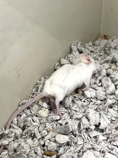 Pet Supply Store «Pet Supplies Plus», reviews and photos, 6199 GA-92 Suite 160, Acworth, GA 30102, USA