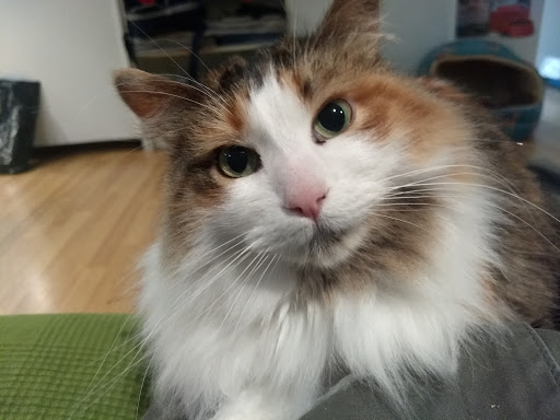 Centro Veterinario El Viejo Pastor en Las Navas del Marqués