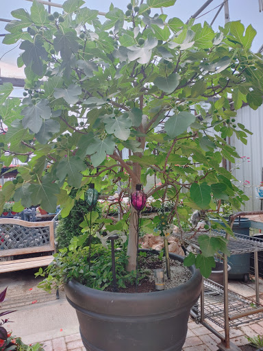 Florist «Frankstown Gardens», reviews and photos, 10158 Frankstown Rd, Pittsburgh, PA 15235, USA