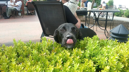 Coffee Shop «Joe Coffee & Cafe», reviews and photos, 170 Commercial St, Provincetown, MA 02657, USA