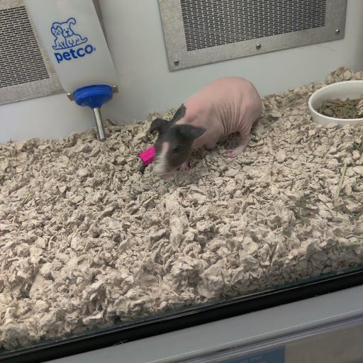 Pet Supply Store «Petco Animal Supplies», reviews and photos, 11147 Park Blvd N, Seminole, FL 33772, USA