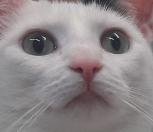 Insurance Agency «AAA Worcester», reviews and photos