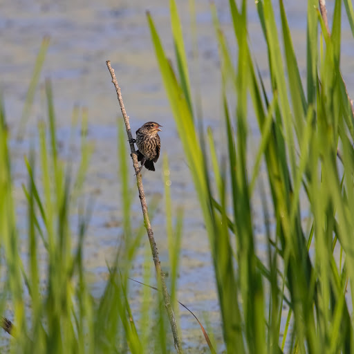 Nature Preserve «Lakewood Forest Preserve», reviews and photos, 27277 N Forest Preserve Rd, Wauconda, IL 60084, USA