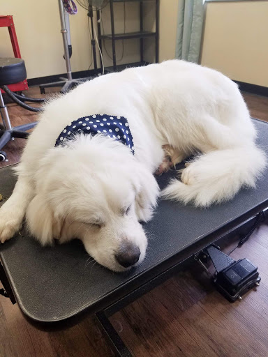 Pet Groomer «U Dirty Dog», reviews and photos, 232 Stevens Entry, Peachtree City, GA 30269, USA