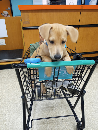 Pet Supply Store «PetSmart», reviews and photos, 2000 Clements Bridge Rd, Woodbury, NJ 08096, USA