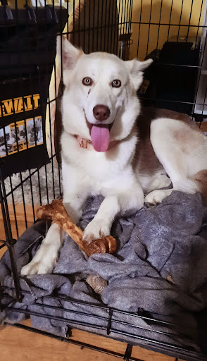 Pet Supply Store «Pet Supplies Plus», reviews and photos, 2410 Augusta Rd, West Columbia, SC 29169, USA