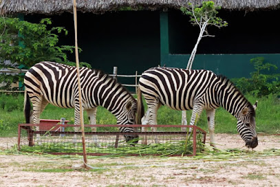 Vườn thú Mỹ Quỳnh - Mỹ Quỳnh Safari