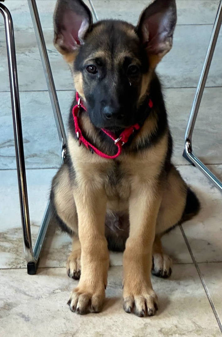 Lani’s Lucky Shepherds of Houston - A German Shepherd Dog Rescue