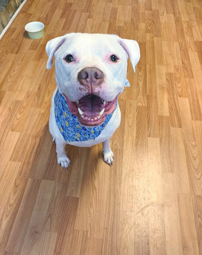 Pet Supply Store «Animal House Grooming & Quality», reviews and photos, 229 W Absecon Blvd, Absecon, NJ 08201, USA