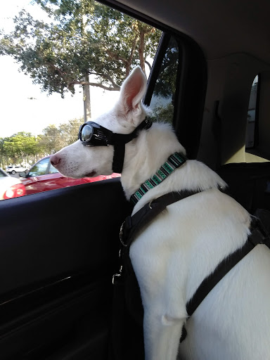 Pet Supply Store «PetSmart», reviews and photos, 2255 Pine Ridge Rd, Naples, FL 34109, USA