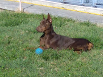 Pleasant Run Dog Training - Photo 4 - Car repair in Punta Gorda, FL, Cape Coral