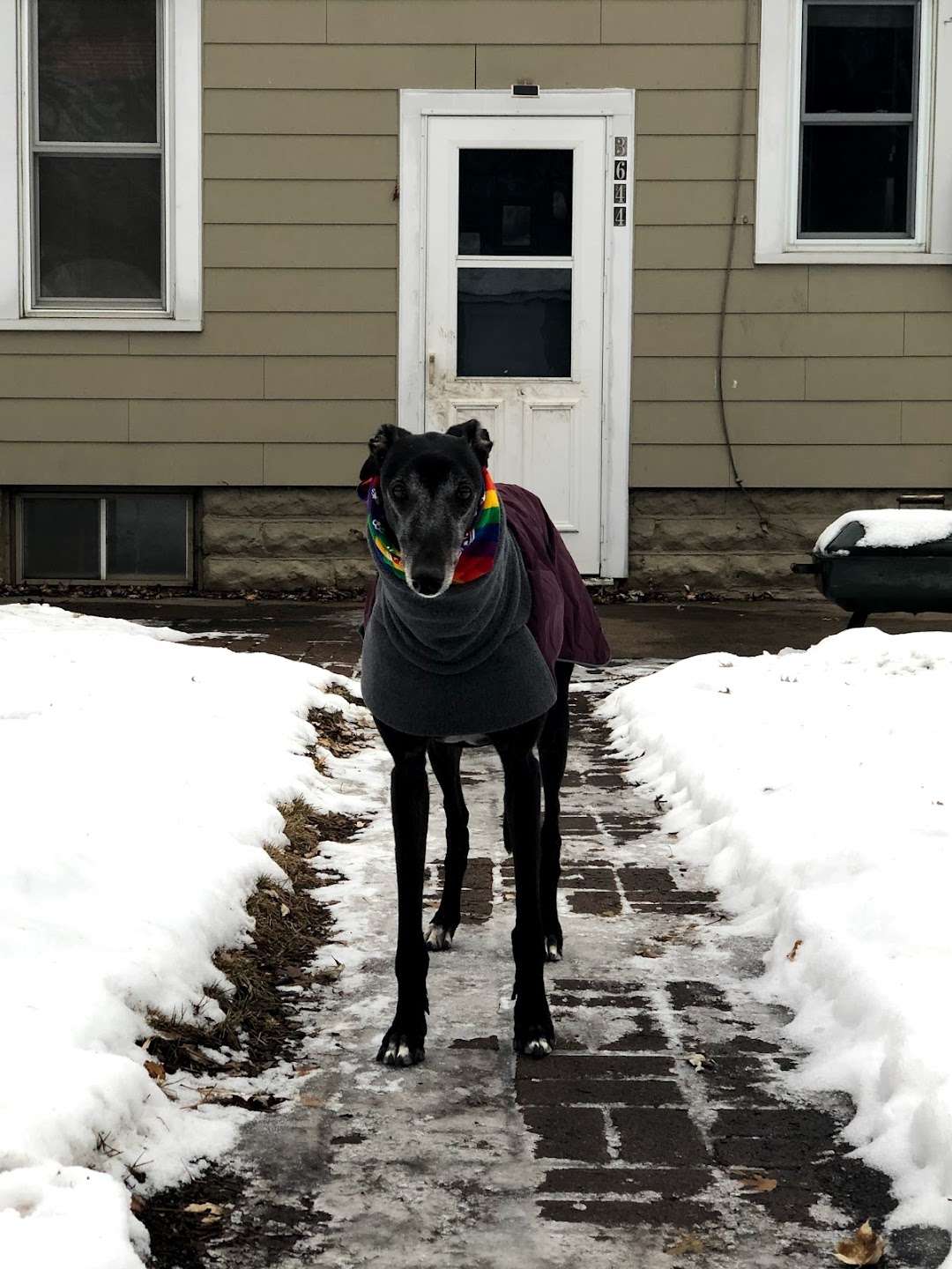 Northern Lights Greyhound Adoption
