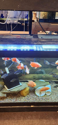 Blue Hook Aquatics - Photo 7 - Car repair in Cincinnati, OH, Cincinnati