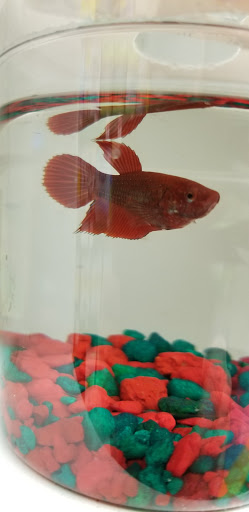 Pet Supply Store «Pet Supplies Plus», reviews and photos, 1377 N 21st St, Newark, OH 43055, USA